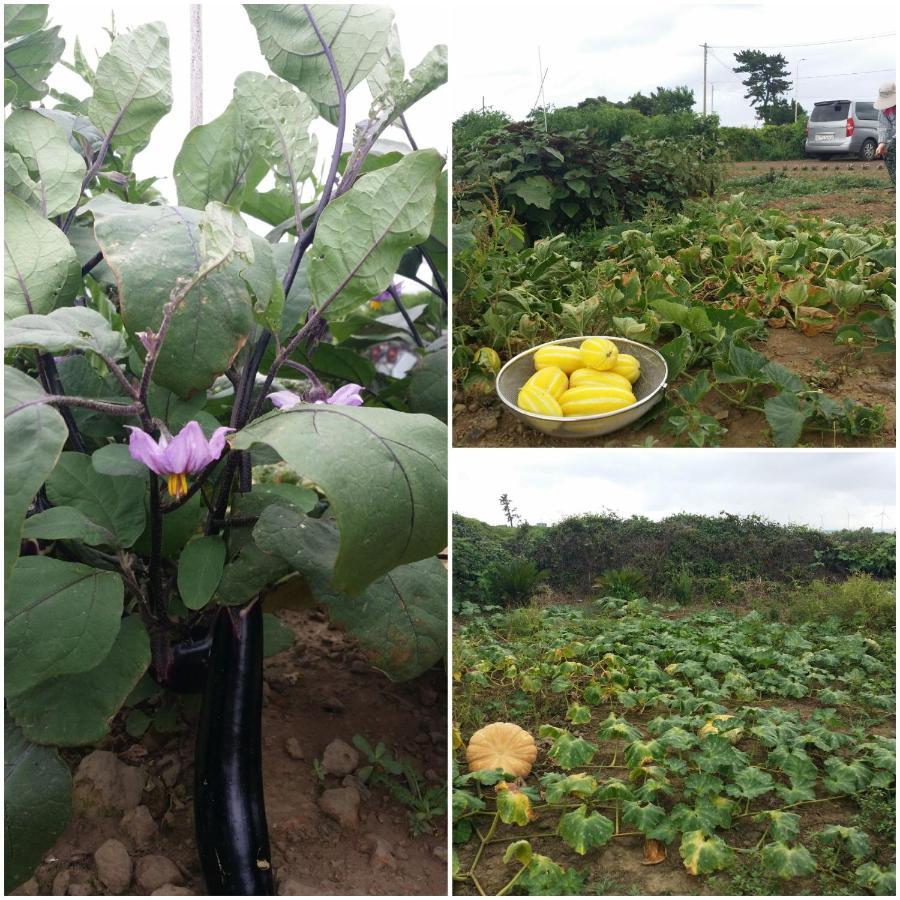 Jeju Again Olle Pension Εξωτερικό φωτογραφία