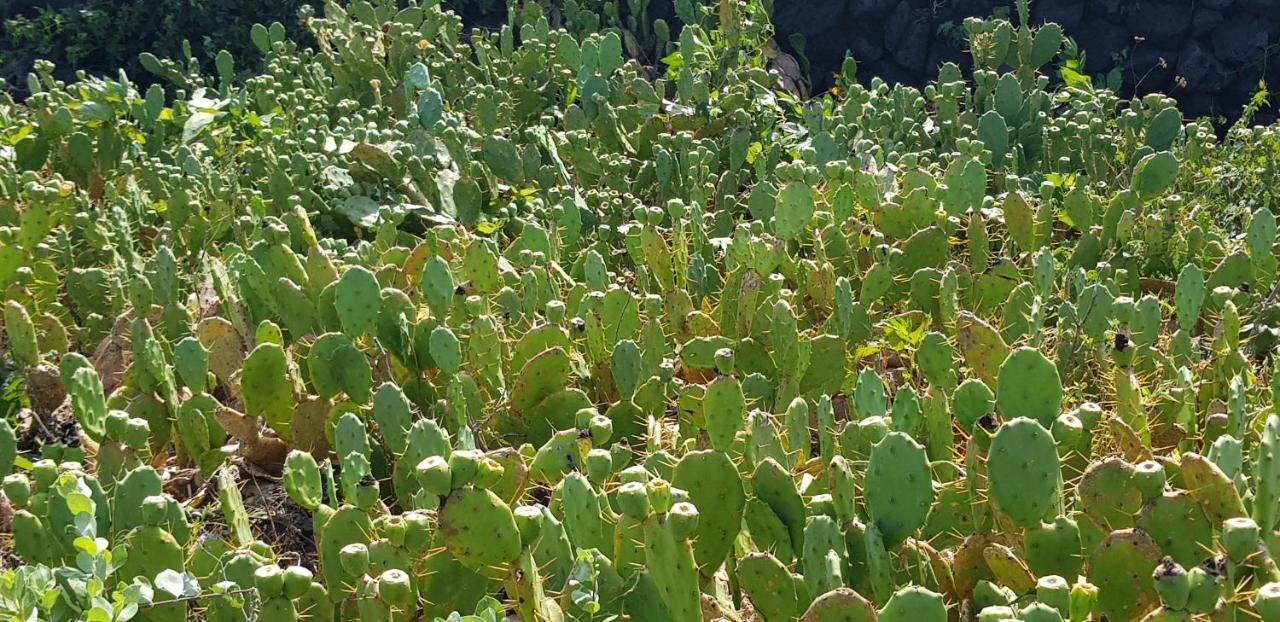 Jeju Again Olle Pension Εξωτερικό φωτογραφία